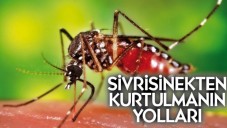Evde Doğal Sinek Kovucu Hazırlama